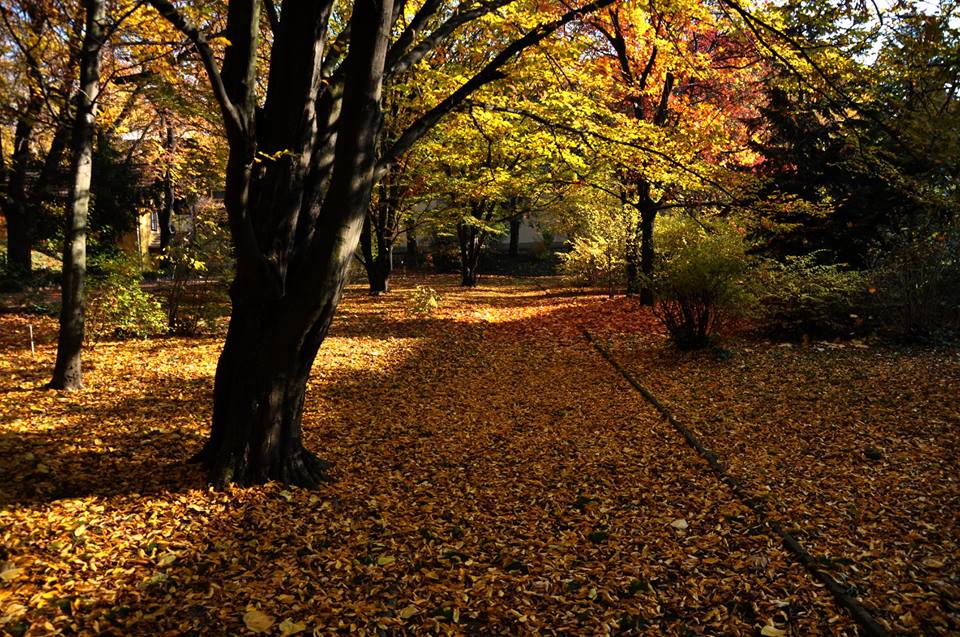 Park őszel. Fotó: Mánfai György